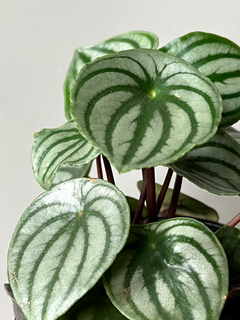 PEPEROMIA WATERMELON