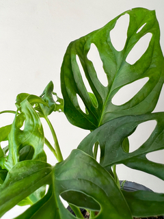 MONSTERA ADANSONII CHICA - comprar online