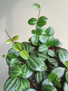 PEPEROMIA QUADRANGULARIS