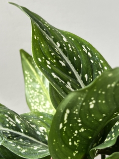 AGLAONEMA COSTATUM