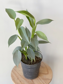 PHILODENDRON SILVER - comprar online