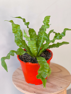 ASPLENIUM CRISPY - comprar online