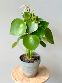 PEPEROMIA RAINDROP - comprar online