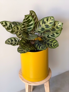 MACETA 18CM ALTA OCRE + PLATO + CALATHEA MACOYANA - comprar online