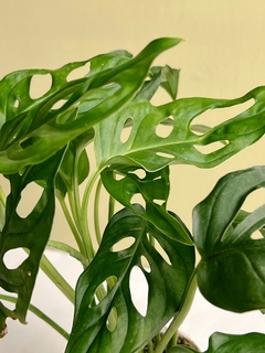 MONSTERA ADANSONII CHICA