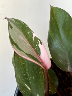 PHILODENDRON PINK PRINCESS