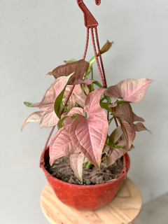 SYNGONIUM ROSADO - comprar online