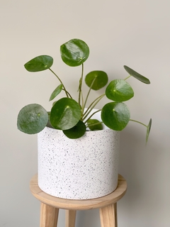 MACETA 18CM BLANCO CRESPO + PILEA