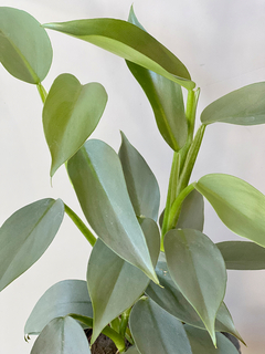 PHILODENDRON SILVER