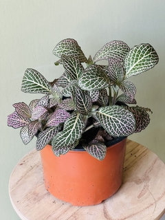 FITTONIA - comprar online