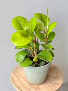 PEPEROMIA LEMON - comprar online