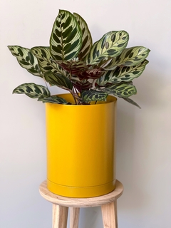 MACETA 18CM ALTA OCRE + PLATO + CALATHEA MACOYANA