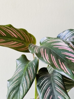 CALATHEA MIL RAYAS