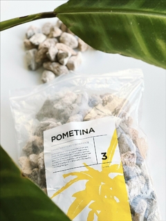 POMETINA - comprar online