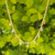 Gargantilha Choker Chapinha Dourada com Zirconias Coloridas na internet