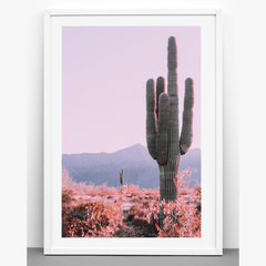 Cactus desierto - Nuevo