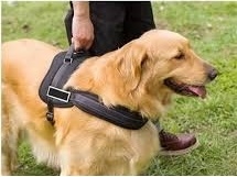 Arnés Para Perros Pet Dog Pretal Seguridad Acolchado