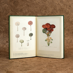 Setas en el arte botánico - comprar en línea