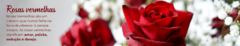 Banner da categoria  ROSAS VERMELHAS 