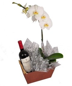 Orquídea Phalaenopsis Branca e Vinho Chileno