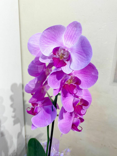 Orquídea Lilás Phalaenopsis - comprar online