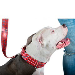 Collar estilo Martingale y Manija estampado para galgos y perros grandes - comprar online