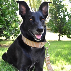 Conjunto collar y correa para perros grandes