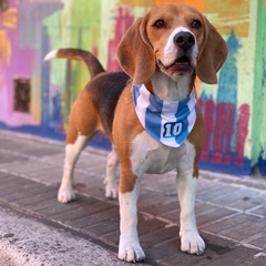 Bandana con collar regulable