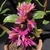 Orquídea Dendrobium Hibiki - Tam. Adulto - comprar online