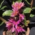 Orquídea Dendrobium Hibiki - Tam. 3 - comprar online