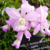 Orquídea (1002) C.Nobilior Albecens Jardim X C. Nobilior Rosada - Pré-adulta