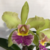 Orquidea (1010) C. Schilleriana X Blc. Chunyeah Tzeng Wen - Pré adulta - comprar online