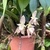 Bulbophyllum Ambrosia - BRINDE