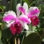 Orquídea Lc. Remo Prado Clow - Tam. 3 - comprar online
