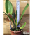 Orquídea Blc. George King(023)-Tam.2 flor grande clone cattleya salmão boa forma - comprar online