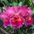 Orquídea Blc. Pumpkin Festival "For Queen" cattleya flores grandes mudas Tam.2 na internet