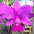 Orquídea C. Walkeriana (Heitor x Dayane Wenzel) - Tam. 2