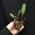 Bulbophyllum Ambrosia - Tam.2 - comprar online