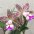 Orquídea 981- C. Brabantiae X C.Kerchoveana X C.Nobile´s Wax Toy X C.Cruzeiro do Sul Adulta Tam.2 - comprar online