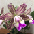 Orquídea 981- C. Brabantiae X C.Kerchoveana X C.Nobile´s Wax Toy X C.Cruzeiro do Sul Adulta Tam.2