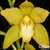 Orquídea Cymbidium Picasso Moon "White Lightning'' - Pré Adulta