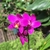 Orquídea Spathoglottis Unguiculata (Grapete) - Tam. 3 na internet