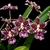 Orquídea Oncidium Boso Sweet - Tam.3