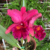 Orquídea Blc. Pumpkin Festival "For Queen" cattleya flores grandes mudas Tam.2 - comprar online