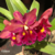 Orquídea Blc.Edisto Newberry X Blc.Chunyeah#17 - Tam. 3 - comprar online