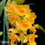 Orquídea Dendrobium Densiflorum - Adulta - Orquidário Maripá