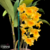 Orquídea Dendrobium Densiflorum - Adulta na internet