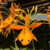 Orquídea Epitechea Orange Blaze - adulta - comprar online