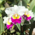 Orquidea Lc. Memoria Robert Strait x Lc. Excelsior The Globe -Pré adulta - comprar online