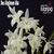 Dendrobium Kingianum Alba - Adulta